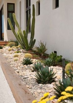 there are many different types of plants in the front of this house, including cacti and succulents