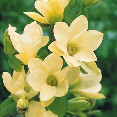 yellow flowers with green leaves in the background