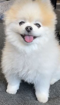 a small white dog sitting on top of a carpet