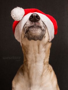 a dog wearing a red and white santa hat with the words happy weekend written on it