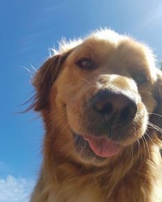 a close up of a dog's face on a sunny day