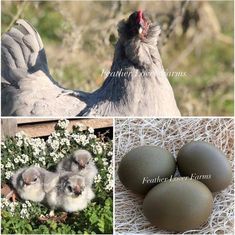 four different pictures with chickens and eggs in them