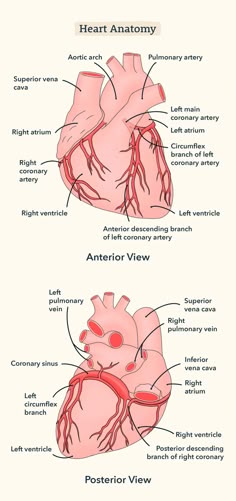 the anatomy of the human heart