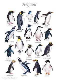 the penguins are all different colors and sizes, but there is no image to describe