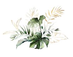 watercolor painting of green leaves on white background