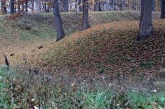 a black cat is walking in the grass near some trees and fallen leaves on the ground