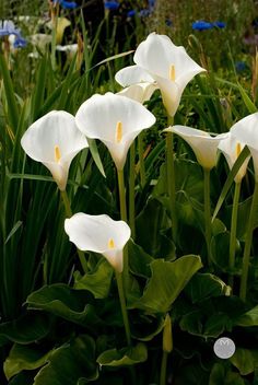 some white flowers are growing in the grass