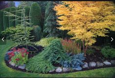 a garden with lots of different types of trees and shrubs in it, including yellow leaves