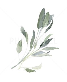 watercolor painting of green leaves on white background