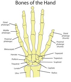 the bones of the hand and wrist