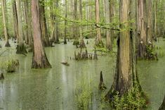 swampy area with trees and water in the foreground