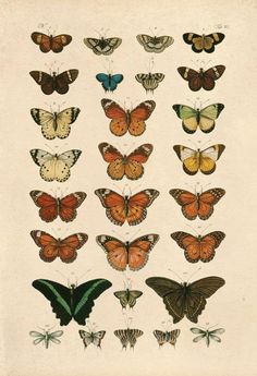 a group of butterflies with different colors and sizes