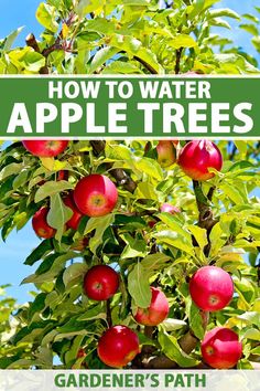 an apple tree with the words how to water apples in green and white over it