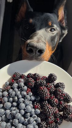 a close up of a plate of berries with a dog in the background looking at it