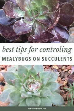 the best tips for controlling meaty bugs on succulents in your garden