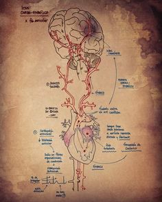 a diagram of the human heart and blood vessels on an old parchment paper with writing