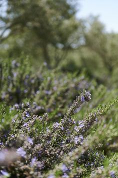 some purple flowers and trees in the background