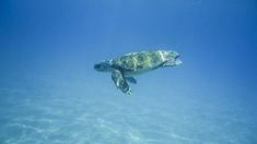 a turtle swimming in the ocean with clear blue water and sunlight shining on it's back