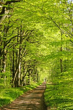 a dirt road surrounded by green trees and grass on both sides, leading into the woods