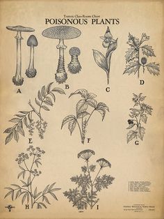 an old book with various plants and mushrooms on it's pages, including the top one