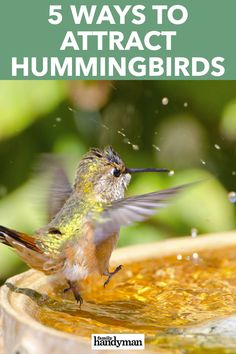 a hummingbird drinking water from a bird bath with the words 5 ways to attract hummingbirds