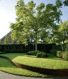 a large yard with green grass and trees in the center, surrounded by shrubbery