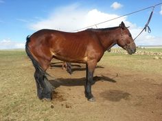 a brown horse standing on top of a grass covered field next to a roped area