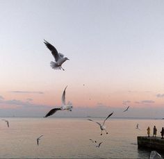 seagulls are flying over the water as people stand on the pier at sunset