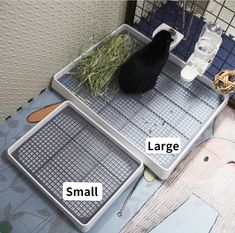 a cat sitting on top of a scale with grass in it's trays