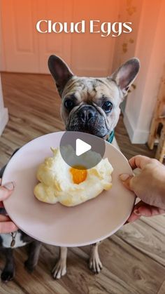 a small dog is holding a plate with an egg on it