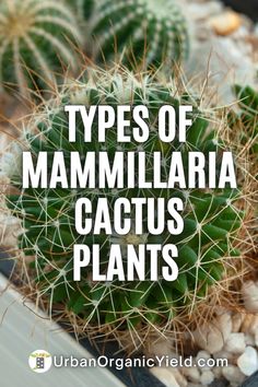 a cactus with the words types of mammillaria cactis plants on it