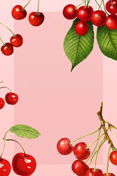 cherries and leaves on a pink background