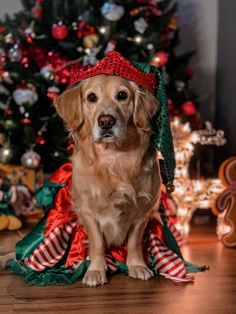 a golden retriever sitting in front of a christmas tree wearing a red and green hat