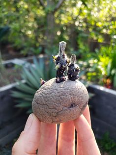 two tiny rabbits sitting on top of a rock in the middle of a planter