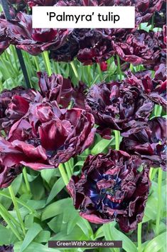 purple flowers with green leaves and the words palmyra tulip on it in front of them