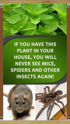 a poster with pictures of animals and plants on it's side, including an image of a house mouse