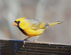 a yellow bird sitting on top of a wooden bench