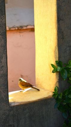 a small bird sitting on the ledge of a window