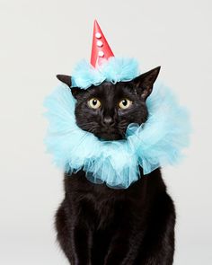 a black cat wearing a blue tutu with a red hat on it's head