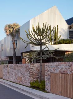 a large cactus tree next to a brick wall in front of a modern building with palm trees