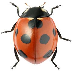 an orange and black bug with spots on it's body