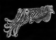 an octopus and zebra striped squid in black and white ink art by tim hester