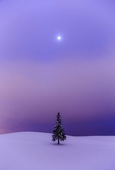 a lone tree in the middle of a snow covered field at night with a full moon behind it