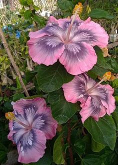 pink and purple flowers blooming in the garden