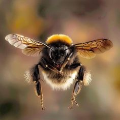 a close up of a bee flying in the air