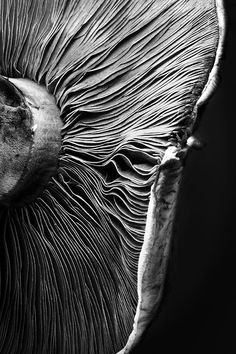 an animal's eye is shown in this black and white photo, with the iris partially open