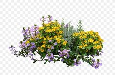 some yellow and purple flowers are in the middle of a planter, transparent background