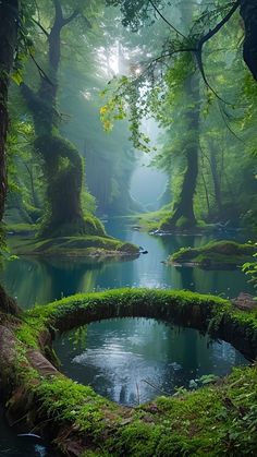 a stream running through a lush green forest filled with lots of trees and moss covered rocks