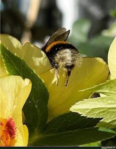 a bee sitting on top of a yellow flower next to green leafy plants and flowers