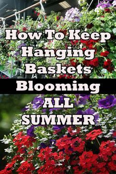 hanging baskets filled with flowers and text overlay that says how to keep hanging baskets blooming all summer